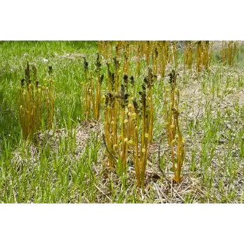 Natural Cyperus Rotundus 